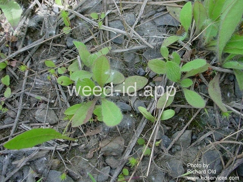 hawkweed, yellow